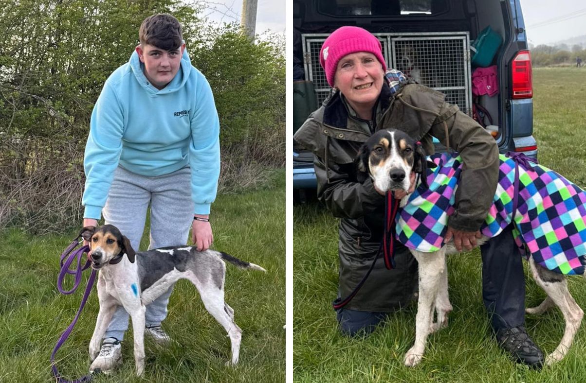 44 hounds race at St Helena