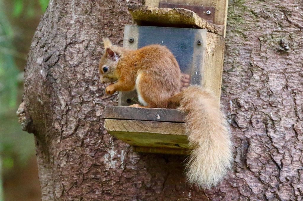 Call of the wild as three-day Cumbria Nature Festival to be held