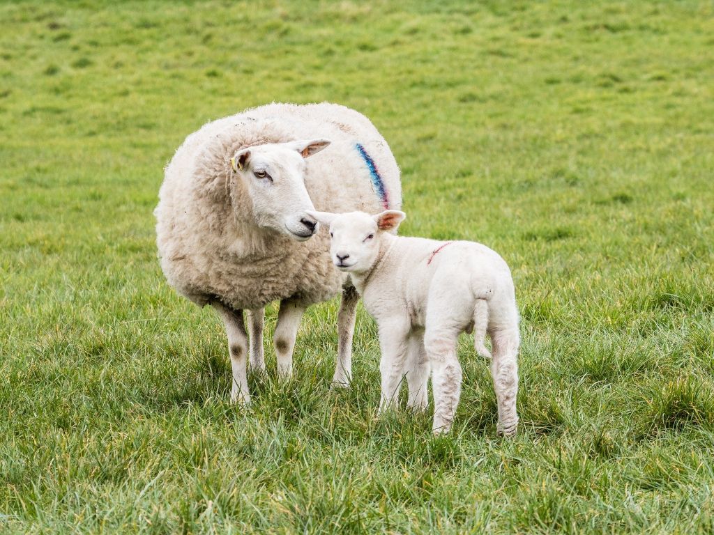 Sheep worrying reported in St Bees