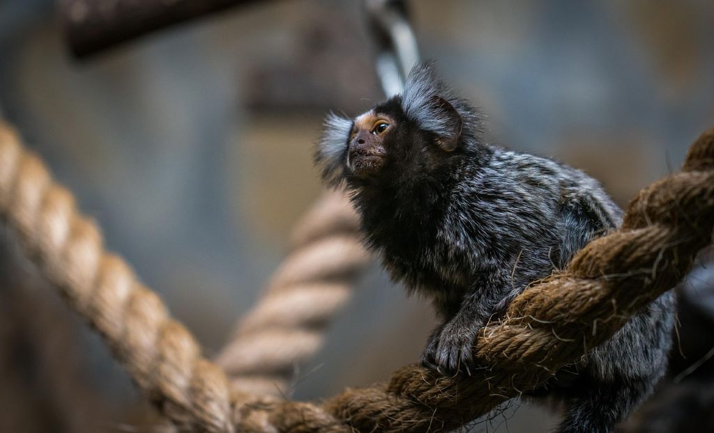 Police find monkey in car boot on M6