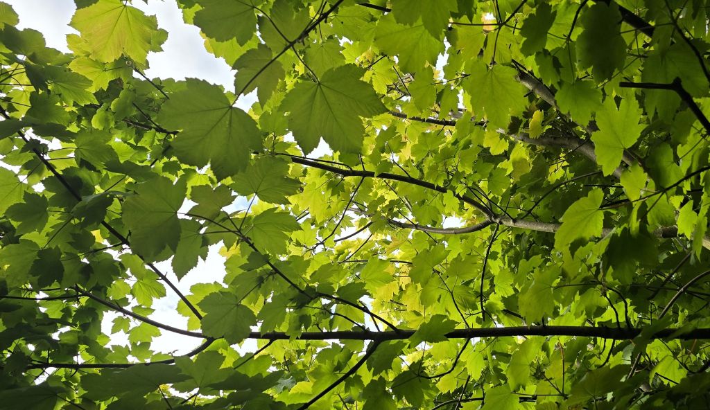 Naturalists not naturists! Cumbrian nature festival clarifies it’s a clothes-on event