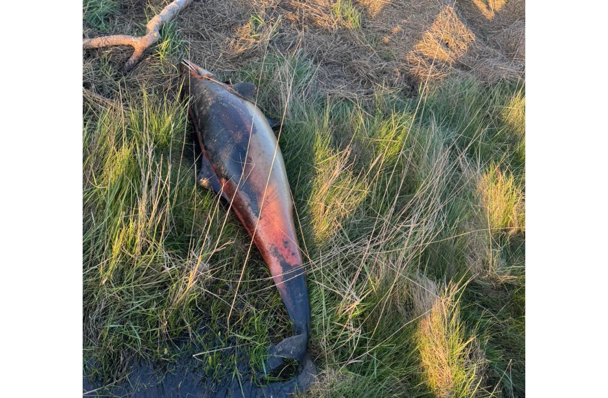 South Cumbrian Coastguard rescue team call out after porpoise’s body found