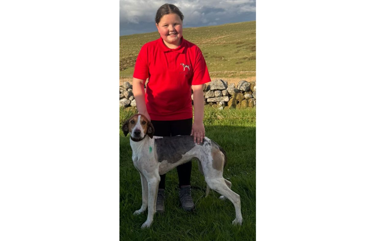 Sunny racing at Standing Stones for hounds