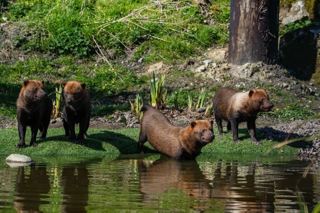 Cheeky new bush dogs settle in at Lake District Wildlife Park