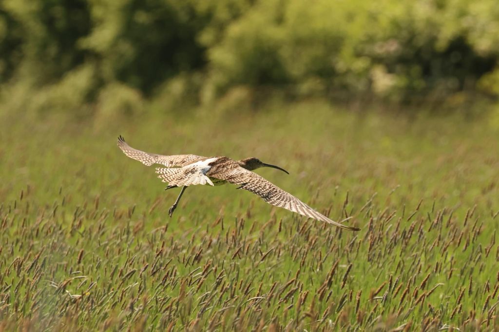 South Lakes farmers asked to check for curlews