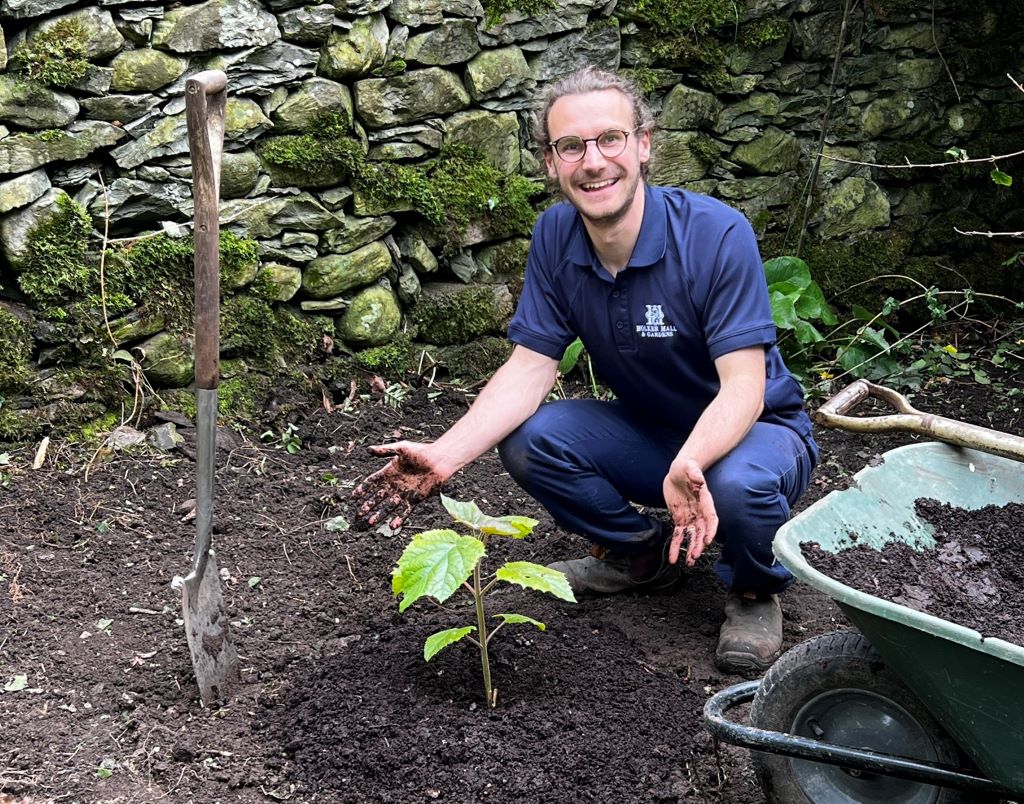 Rare Chinese tree finds home in Cumbria