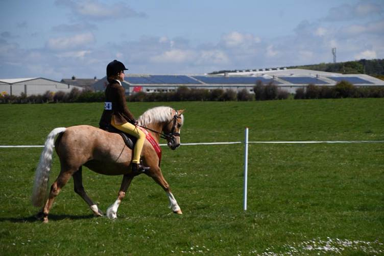 Cumberland Foxhounds Pony Club open show success