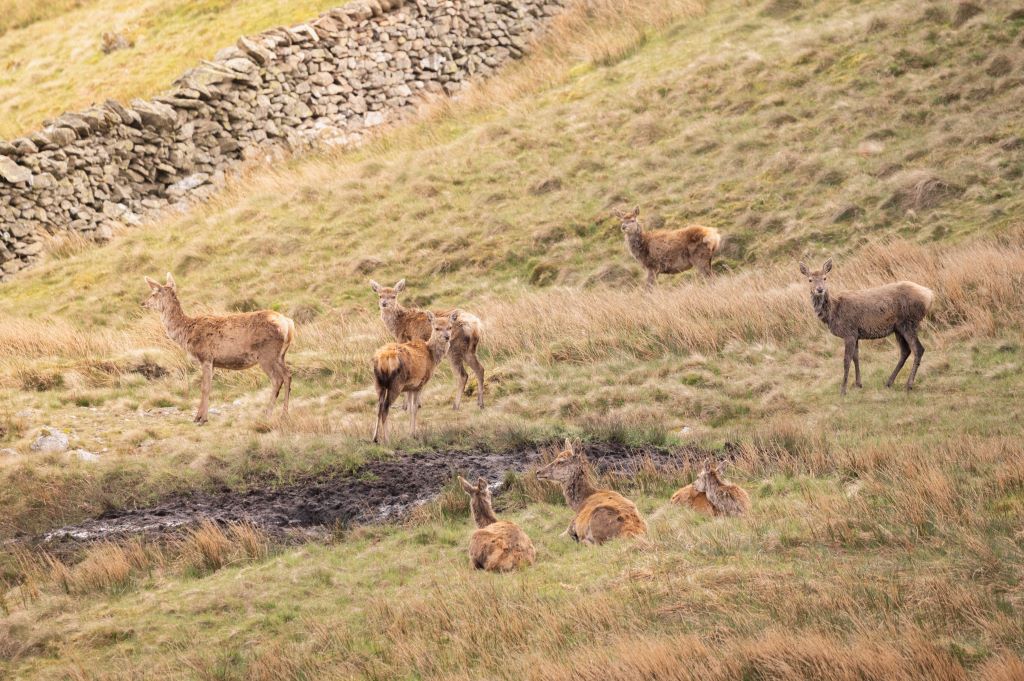 Lake District deer management strategy launches
