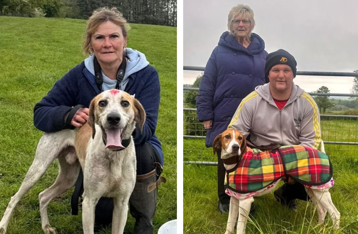 Hounds race at Bridekirk