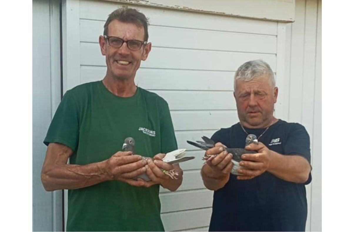 Fog bank challenge for West Cumbrian pigeons