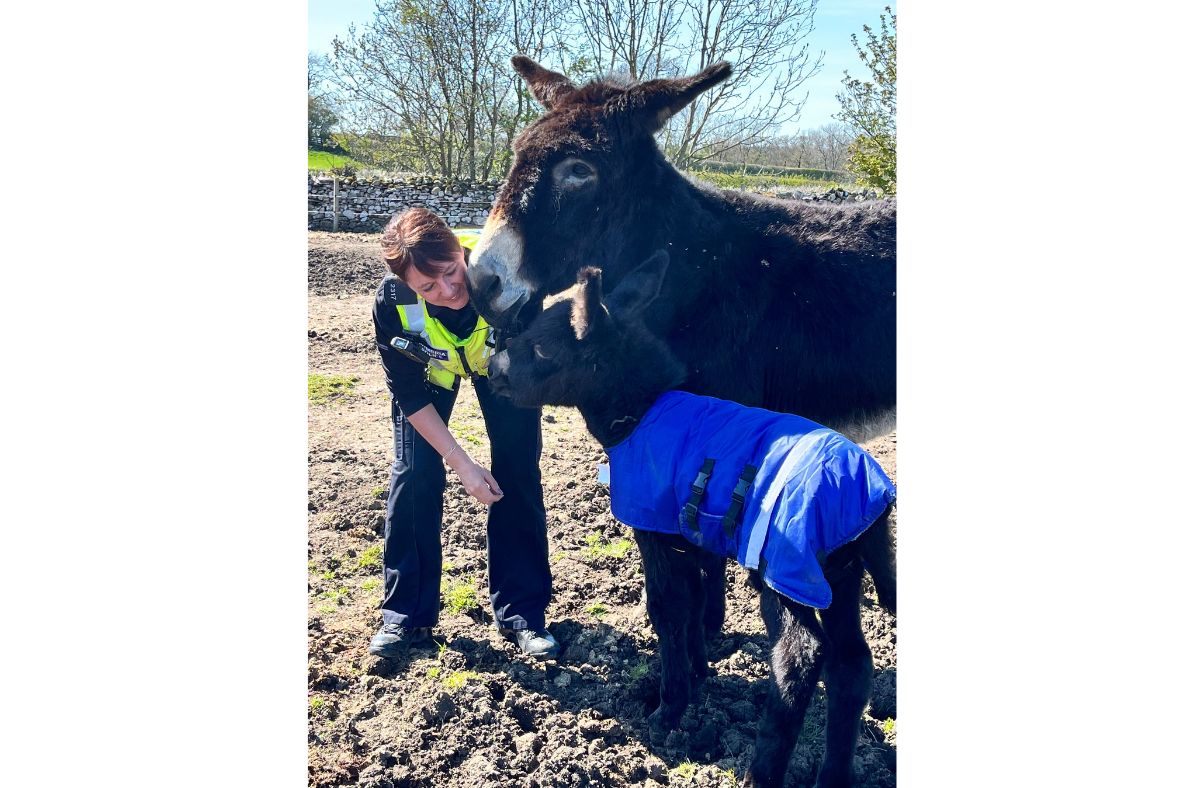 Equine, rural and wildlife crime: Keeping the countryside safe police talk with Q&A