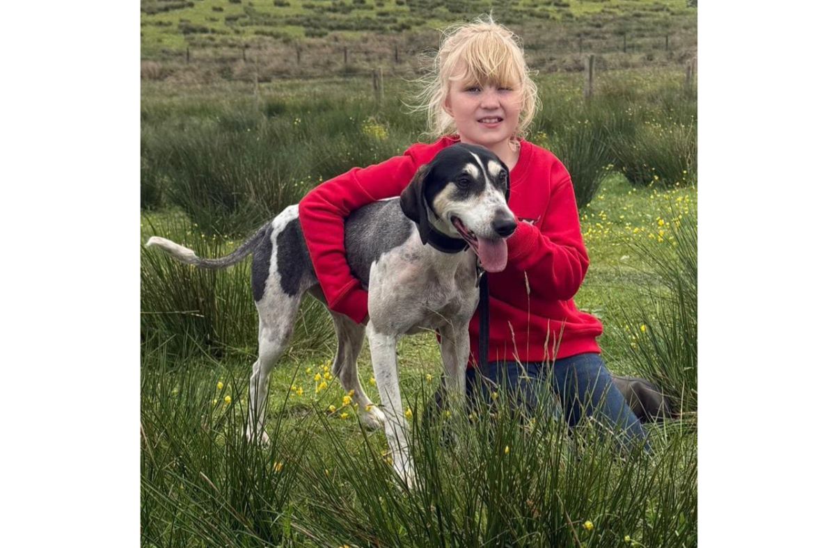 Hounds compete at Greenholme