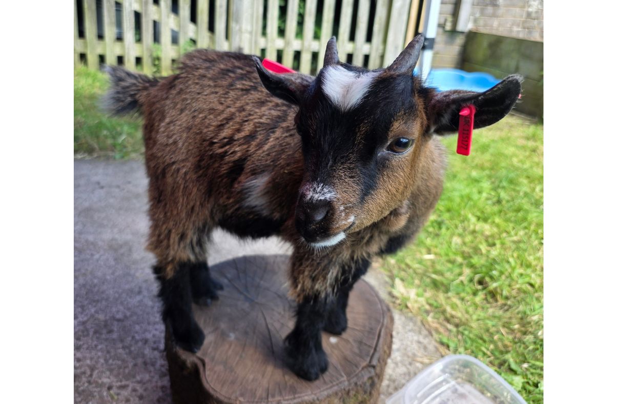 Pygmy goats join Penrith’s New Leaf Centre