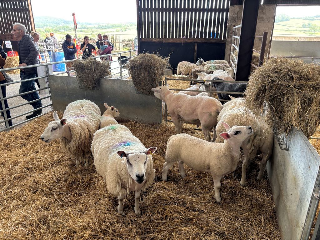 Hundreds find out about life on a South Cumbrian farm