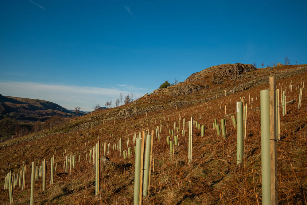 Over 24,500 trees planted across Cumbria