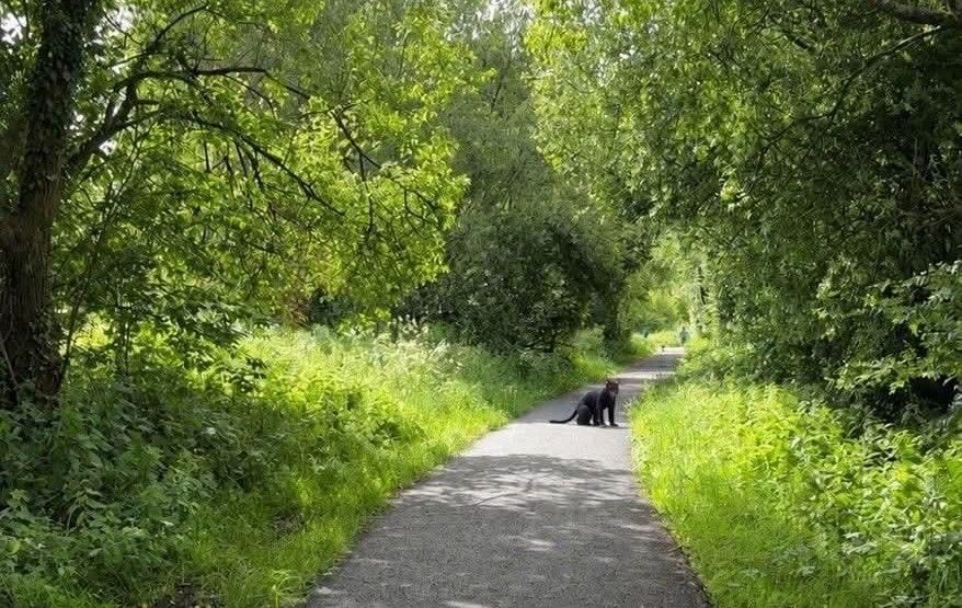 ‘Cat man’ spotted in West Cumbria sparks online panic