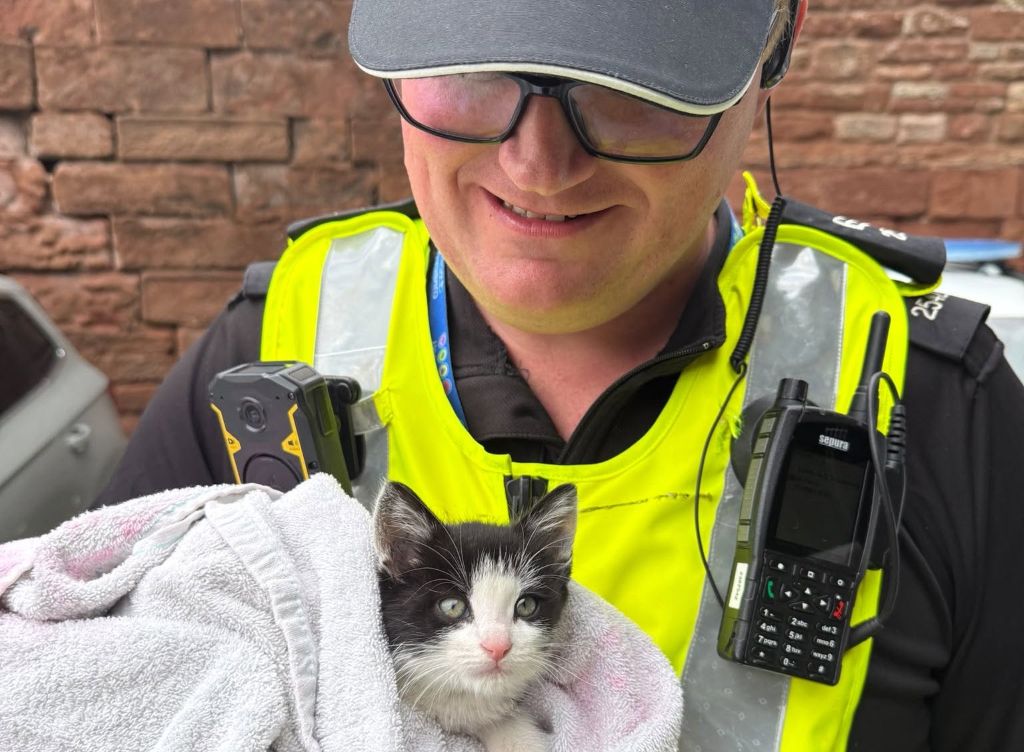 Kitten abandoned in Appleby gets loving new home