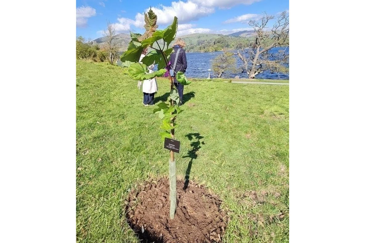 Sycamore Gap sapling stolen from Lake District site