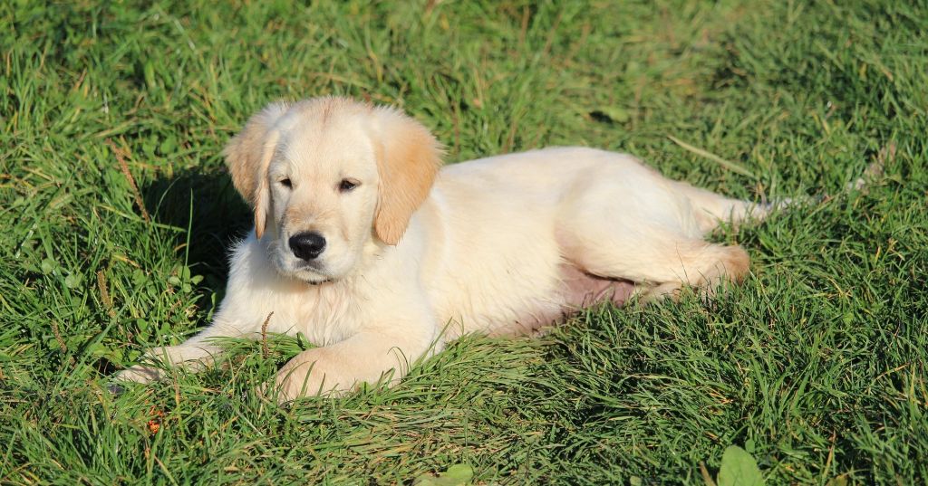 Council cracks down on unlicensed animal businesses