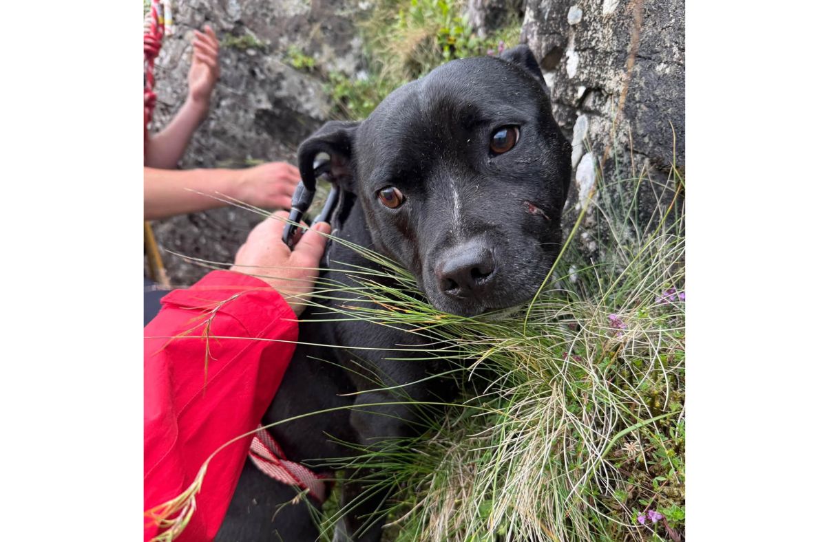 Lucky dog rescued after fall from Lake District cliff