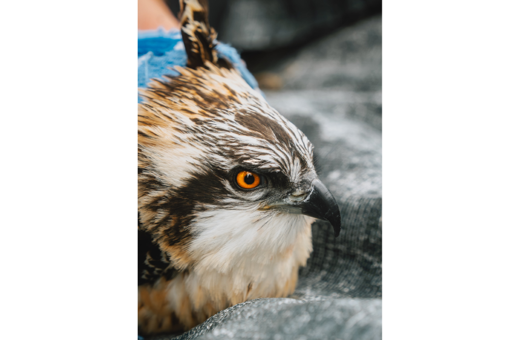 Record number of osprey chicks tagged at Cumbrian nature reserve