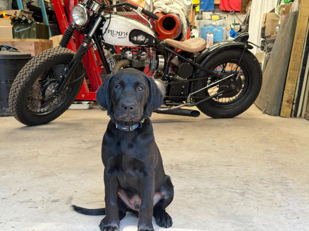 Guide dog pup Triumph living life in fast lane