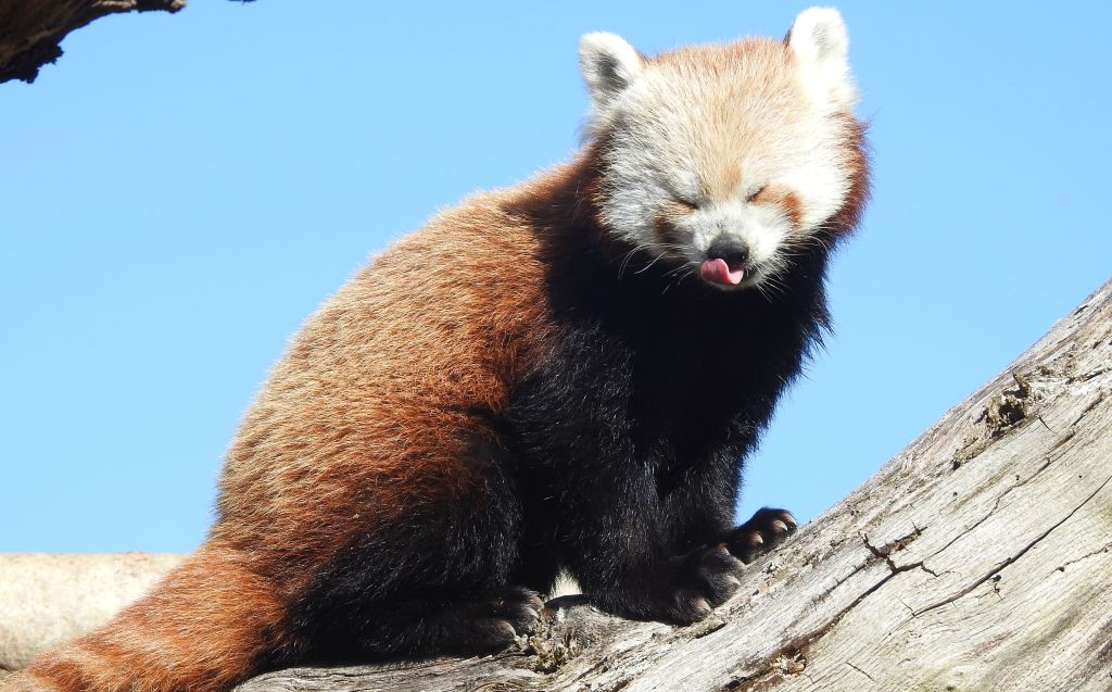 Cumbrian wildlife park welcomes new female red panda