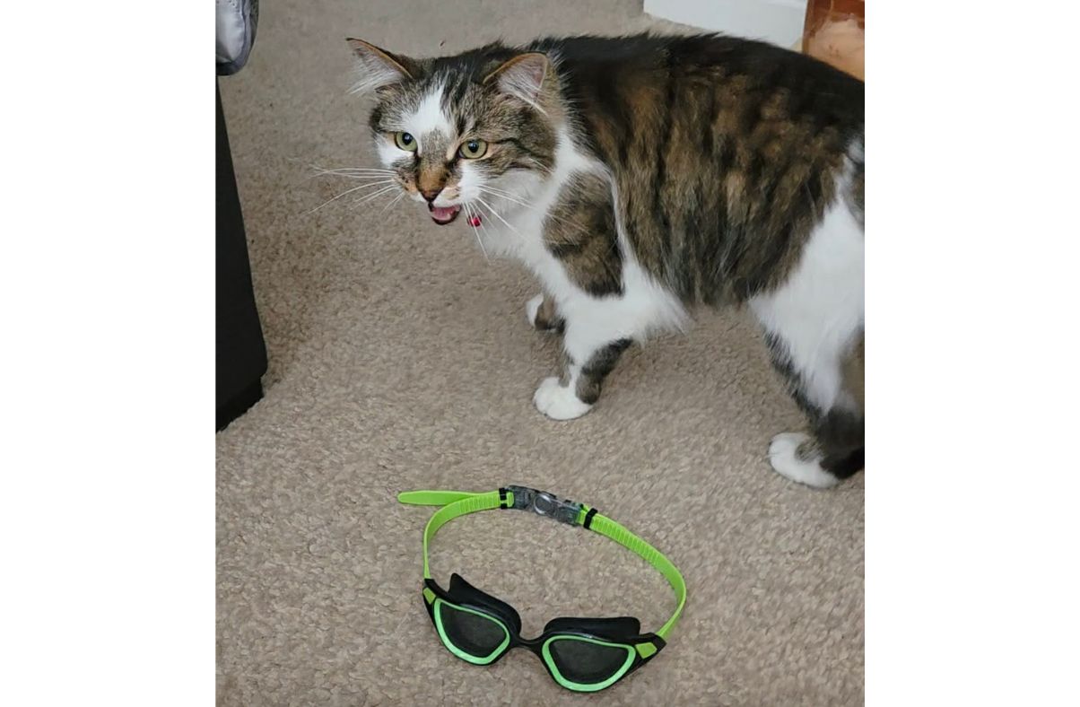 West Cumbrian cat goes on goggle stealing spree