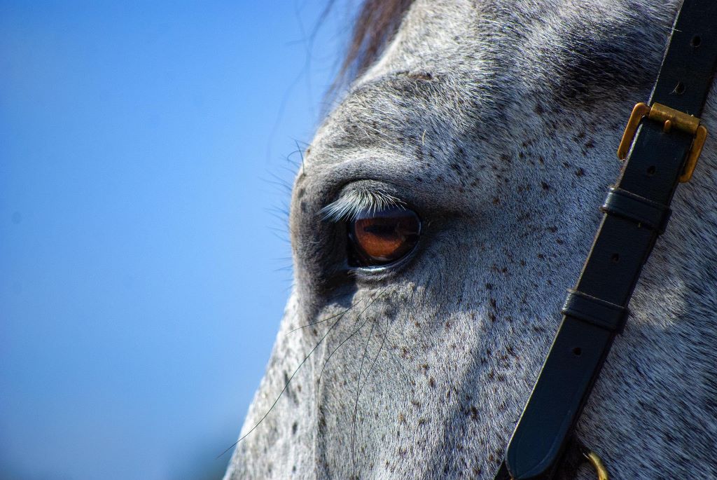 Penrith horse trials cancelled after serious incident