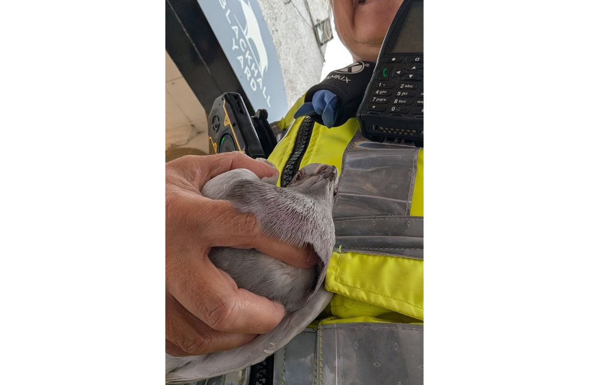 Lost racing pigeon on way for reunion with owner