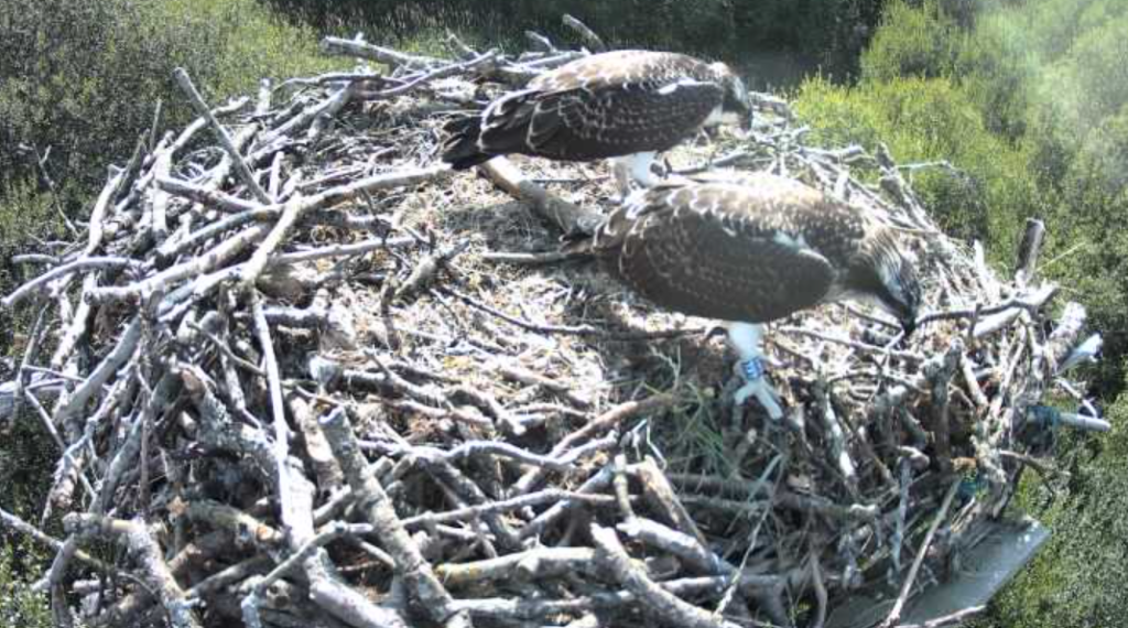 Bassenthwaite celebrates 25 years of Ospreys